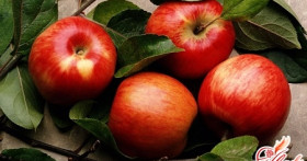 Способы заготовки на зиму яблок для пирогов