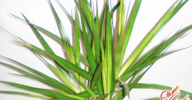 Способы размножения драцены