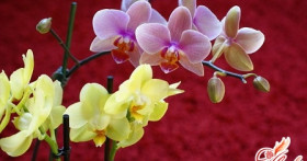 Раскрываем секрет, почему у орхидеи опадают цветы и вянут бутоны