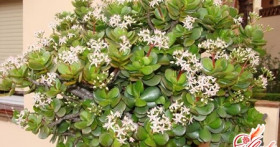 Денежное дерево – лечебные свойства домашнего растения