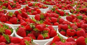 Как правильно ухаживать за клубникой после сбора урожая в июле?