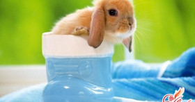 Карликовые кролики: уход, питание, выбор породы