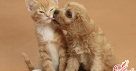 Как подружить кошку с собакой: способы мирного сосуществования