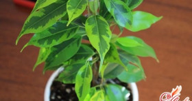 Как вырастить фикус карликовый: особенности ухода