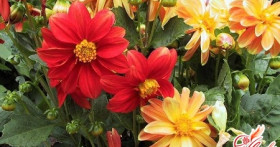 Как вырастить рассаду для цветов?