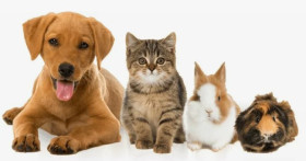 Роль питомцев в современном обществе: как домашние животные формируют здоровье и благополучие людей