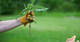 Чистый огород: сорняки и борьба с ними