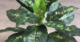 Как правильно содержать Диффенбахию в домашних условиях