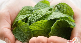 Перечная мята – волшебный дар природы