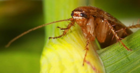 Откуда берутся тараканы в частном доме?