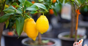 Как вырастить лимонное дерево у себя дома