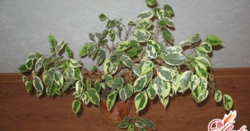 Вечнозеленые комнатные растения рядом с нами: уход и содержание