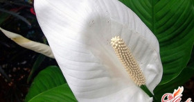 Как не допустить, чтобы у спатифиллума чернели листья