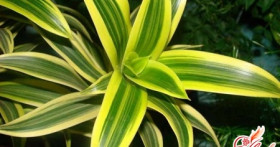 Душистая драцена: особенности вида и правила ухода