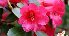 Уход за азалией в домашних условиях: маленькие хитрости