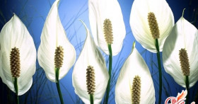 Спатифиллум – женское счастье в вашем доме!