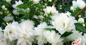 Жасмин, цветок из сказки