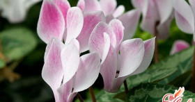 Лечим цикламен: желтеют листья, как решить проблему?