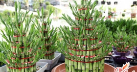 Драцена Сандера – цветок счастья