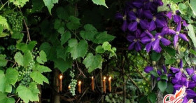 Лианы многолетние для сада. Привет из джунглей!