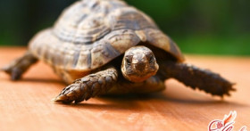 Уход за черепахами – ликбез для начинающих