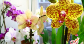 Уроки цветоводства. Полив орхидей фаленопсис