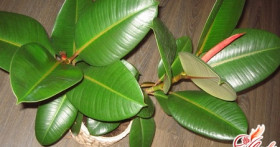 Фикус: разновидности и особенности экзотического растения