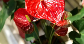 Выращивание антуриума и уход за ним в домашних условиях