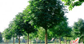 Как можно сделать настойку из каштана от варикоза