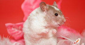 Сирийские хомяки – уход в домашних условиях