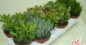 Выращиваем денежное дерево – привлекаем в дом финансы