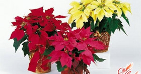 Пуансетия прекраснейшая – цветок Рождества