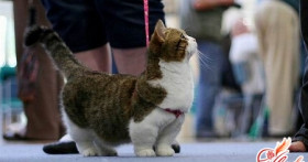 Порода кошек Манчкин