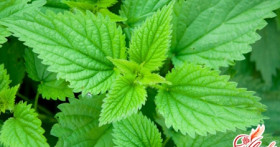 Использование крапивы для лечения сухих волос