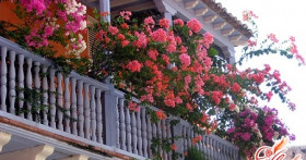 Модное направление: как украсить балкон или лоджию цветами?