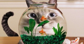 Наводим рыбкам чистоту: как чистить аквариум