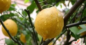Как ухаживать за лимоном комнатным: все тонкости содержания