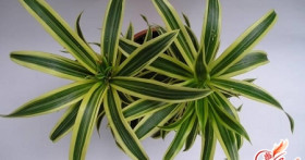 Основные правила ухода за драценой