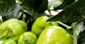 Когда садить перец на рассаду в 2019 году по лунному календарю