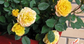 Поговорим о том, как ухаживать за розой в горшке