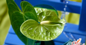 Антуриум – выращивание и уход в домашних условиях