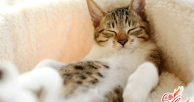 Как избавиться от запаха кошачьей мочи? Выбираем средства и способы