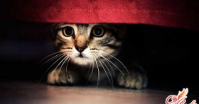 Как вывести запах кошачьей мочи? Подручные и специальные средства