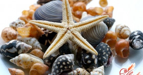 Поделки из ракушек – идеи для детского творчества