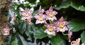 Орхидея камбрия – выращивание в домашних условиях