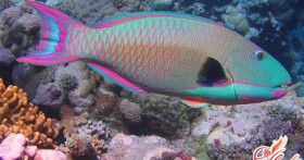 Рыба попугай: аквариумная экзотика
