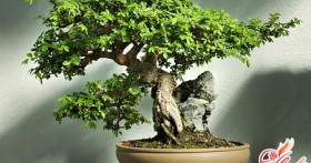 Рукотворная природа в доме: как вырастить бонсай