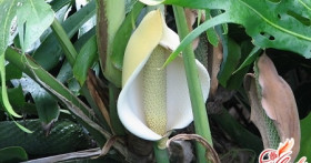 Монстера – уход и размножение растения в вашем доме