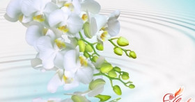 Как поливать орхидею в домашних условиях?