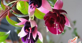 Фуксия и уход за ней